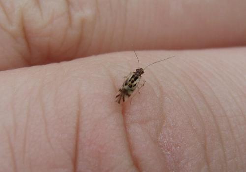 Réf. 197 589 : Graphopsocus cruciatus
